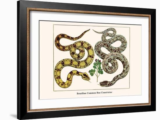 Brazilian Common Boa Constrictor-Albertus Seba-Framed Art Print