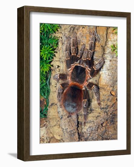 Brazilian Fire Red, One of the Biggest Tarantula Giants, Brazil, South America-Raj Kamal-Framed Photographic Print