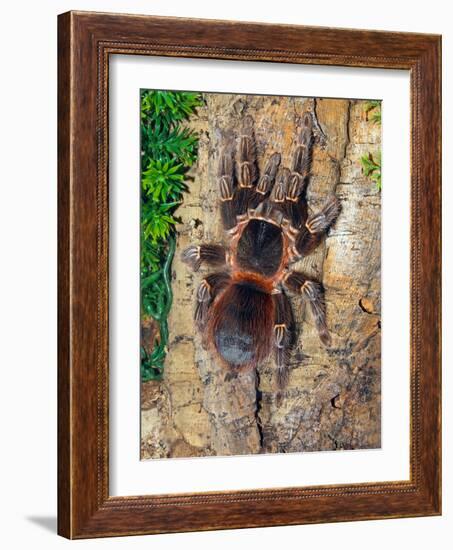 Brazilian Fire Red, One of the Biggest Tarantula Giants, Brazil, South America-Raj Kamal-Framed Photographic Print