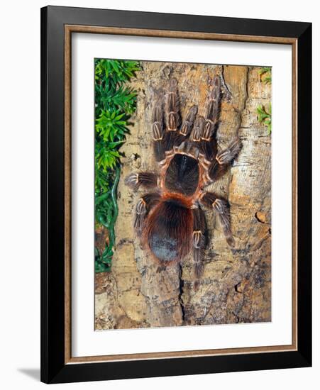 Brazilian Fire Red, One of the Biggest Tarantula Giants, Brazil, South America-Raj Kamal-Framed Photographic Print