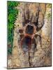 Brazilian Fire Red, One of the Biggest Tarantula Giants, Brazil, South America-Raj Kamal-Mounted Photographic Print