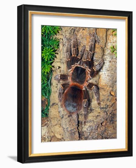 Brazilian Fire Red, One of the Biggest Tarantula Giants, Brazil, South America-Raj Kamal-Framed Photographic Print