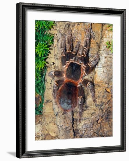 Brazilian Fire Red, One of the Biggest Tarantula Giants, Brazil, South America-Raj Kamal-Framed Photographic Print