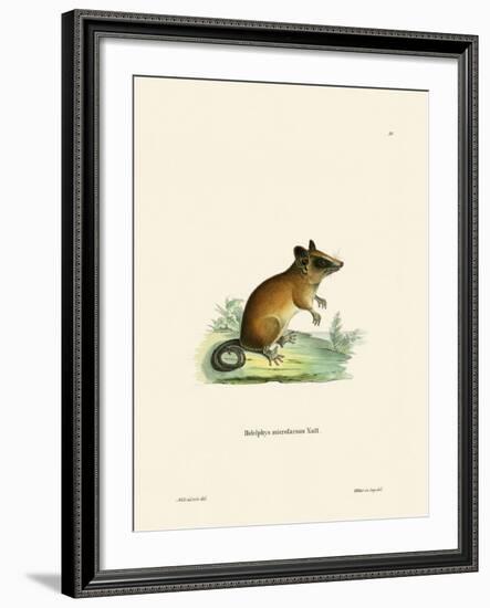 Brazilian Gracile Mouse Opossum-null-Framed Giclee Print