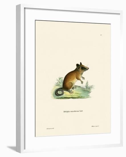 Brazilian Gracile Mouse Opossum-null-Framed Giclee Print