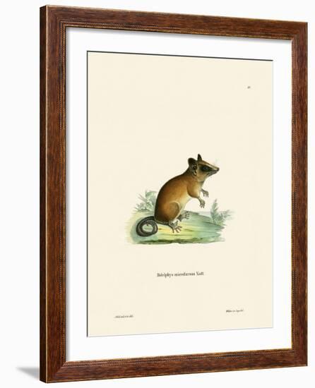 Brazilian Gracile Mouse Opossum-null-Framed Giclee Print