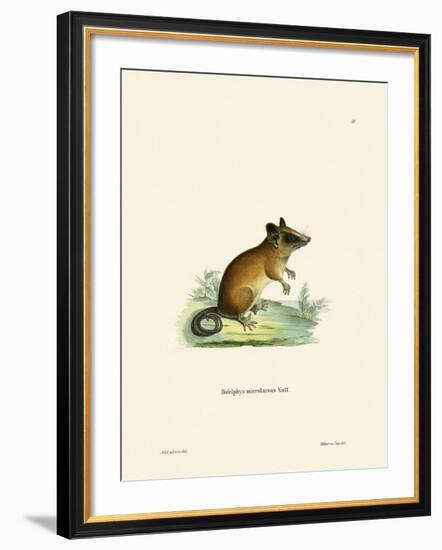 Brazilian Gracile Mouse Opossum-null-Framed Giclee Print