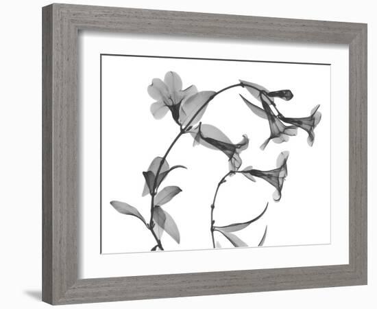 Brazilian Jasmine-Albert Koetsier-Framed Art Print