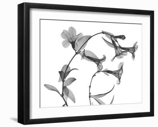 Brazilian Jasmine-Albert Koetsier-Framed Art Print