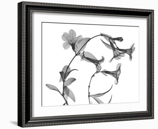 Brazilian Jasmine-Albert Koetsier-Framed Art Print