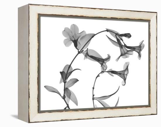 Brazilian Jasmine-Albert Koetsier-Framed Stretched Canvas