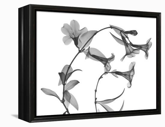 Brazilian Jasmine-Albert Koetsier-Framed Stretched Canvas