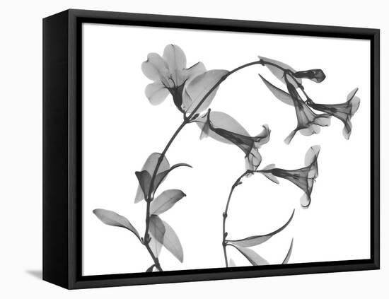 Brazilian Jasmine-Albert Koetsier-Framed Stretched Canvas