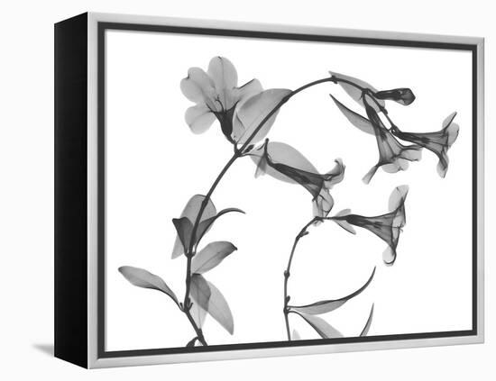 Brazilian Jasmine-Albert Koetsier-Framed Stretched Canvas