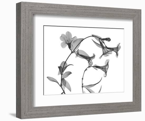 Brazilian Jasmine-Albert Koetsier-Framed Art Print