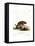 Brazilian Porcupine-null-Framed Premier Image Canvas