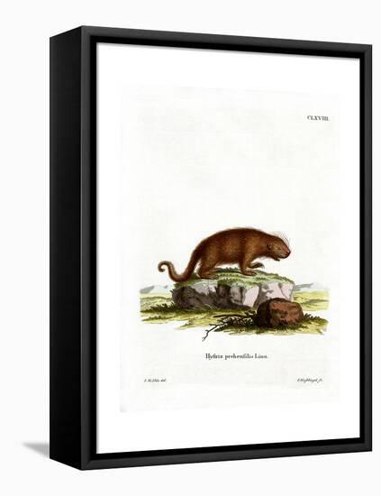 Brazilian Porcupine-null-Framed Premier Image Canvas