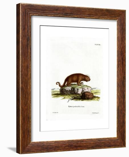 Brazilian Porcupine-null-Framed Giclee Print