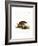 Brazilian Porcupine-null-Framed Giclee Print