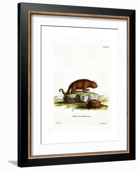 Brazilian Porcupine-null-Framed Giclee Print