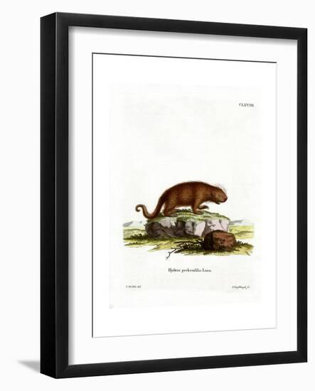 Brazilian Porcupine-null-Framed Giclee Print