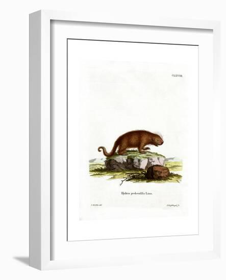 Brazilian Porcupine-null-Framed Giclee Print