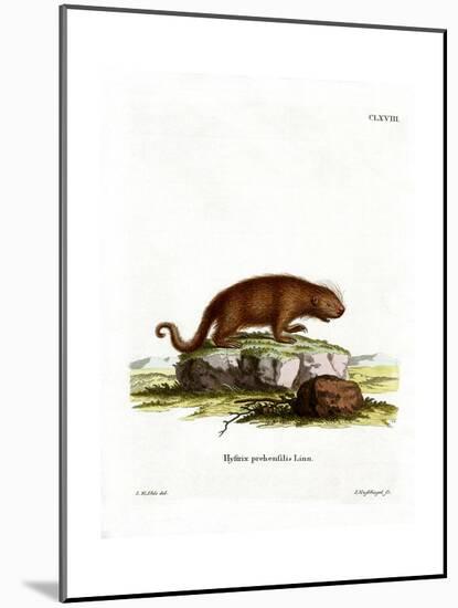 Brazilian Porcupine-null-Mounted Giclee Print