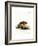 Brazilian Porcupine-null-Framed Giclee Print