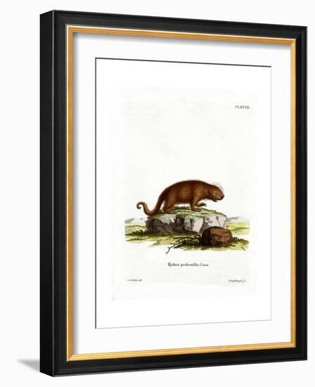 Brazilian Porcupine-null-Framed Giclee Print