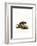 Brazilian Porcupine-null-Framed Giclee Print