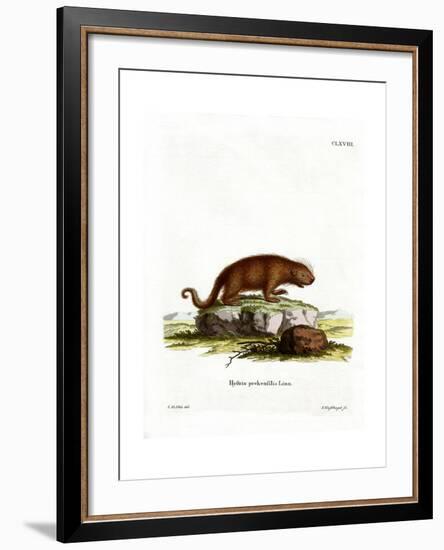 Brazilian Porcupine-null-Framed Giclee Print