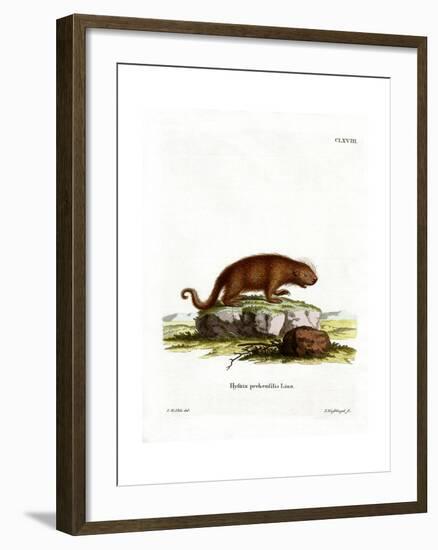 Brazilian Porcupine-null-Framed Giclee Print