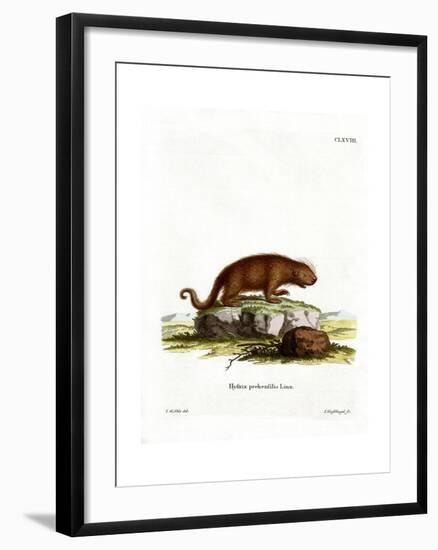 Brazilian Porcupine-null-Framed Giclee Print