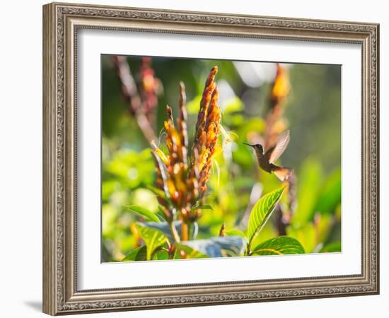 Brazilian Ruby Hummingbird, Clytolaema Rubricauda, Mid Flight Feeding from a Flower-Alex Saberi-Framed Photographic Print