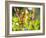 Brazilian Ruby Hummingbird, Clytolaema Rubricauda, Mid Flight Feeding from a Flower-Alex Saberi-Framed Photographic Print