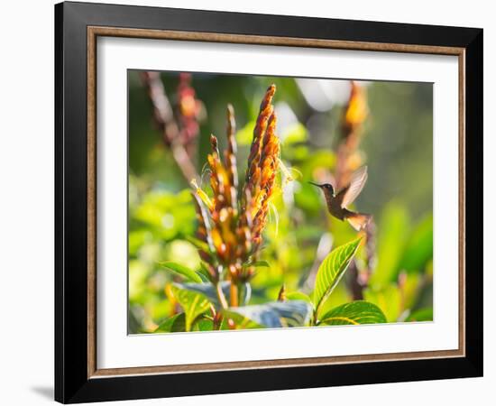 Brazilian Ruby Hummingbird, Clytolaema Rubricauda, Mid Flight Feeding from a Flower-Alex Saberi-Framed Photographic Print