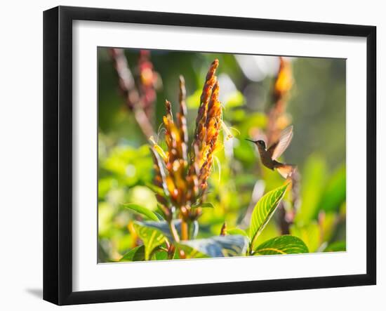 Brazilian Ruby Hummingbird, Clytolaema Rubricauda, Mid Flight Feeding from a Flower-Alex Saberi-Framed Photographic Print