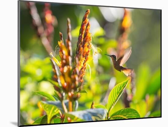 Brazilian Ruby Hummingbird, Clytolaema Rubricauda, Mid Flight Feeding from a Flower-Alex Saberi-Mounted Photographic Print