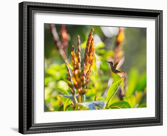 Brazilian Ruby Hummingbird, Clytolaema Rubricauda, Mid Flight Feeding from a Flower-Alex Saberi-Framed Photographic Print