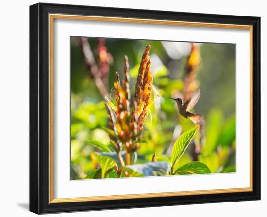 Brazilian Ruby Hummingbird, Clytolaema Rubricauda, Mid Flight Feeding from a Flower-Alex Saberi-Framed Photographic Print