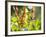 Brazilian Ruby Hummingbird, Clytolaema Rubricauda, Mid Flight Feeding from a Flower-Alex Saberi-Framed Photographic Print