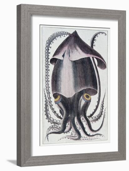 Brazilian Squid - after Denys Montfort in “Histoire Naturelle Générale Et Peculiar Des Mollusques”,-Unknown Artist-Framed Giclee Print