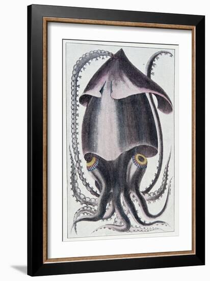 Brazilian Squid - after Denys Montfort in “Histoire Naturelle Générale Et Peculiar Des Mollusques”,-Unknown Artist-Framed Giclee Print