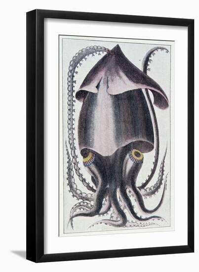 Brazilian Squid - after Denys Montfort in “Histoire Naturelle Générale Et Peculiar Des Mollusques”,-Unknown Artist-Framed Giclee Print