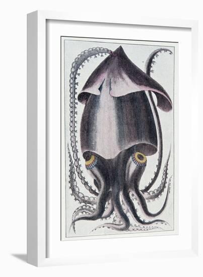 Brazilian Squid - after Denys Montfort in “Histoire Naturelle Générale Et Peculiar Des Mollusques”,-Unknown Artist-Framed Giclee Print