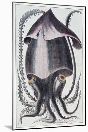 Brazilian Squid - after Denys Montfort in “Histoire Naturelle Générale Et Peculiar Des Mollusques”,-Unknown Artist-Mounted Giclee Print