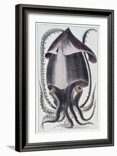 Brazilian Squid - after Denys Montfort in “Histoire Naturelle Générale Et Peculiar Des Mollusques”,-Unknown Artist-Framed Giclee Print