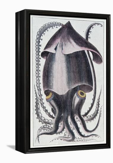 Brazilian Squid - after Denys Montfort in “Histoire Naturelle Générale Et Peculiar Des Mollusques”,-Unknown Artist-Framed Premier Image Canvas