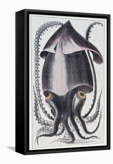 Brazilian Squid - after Denys Montfort in “Histoire Naturelle Générale Et Peculiar Des Mollusques”,-Unknown Artist-Framed Premier Image Canvas