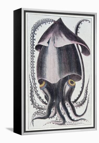 Brazilian Squid - after Denys Montfort in “Histoire Naturelle Générale Et Peculiar Des Mollusques”,-Unknown Artist-Framed Premier Image Canvas